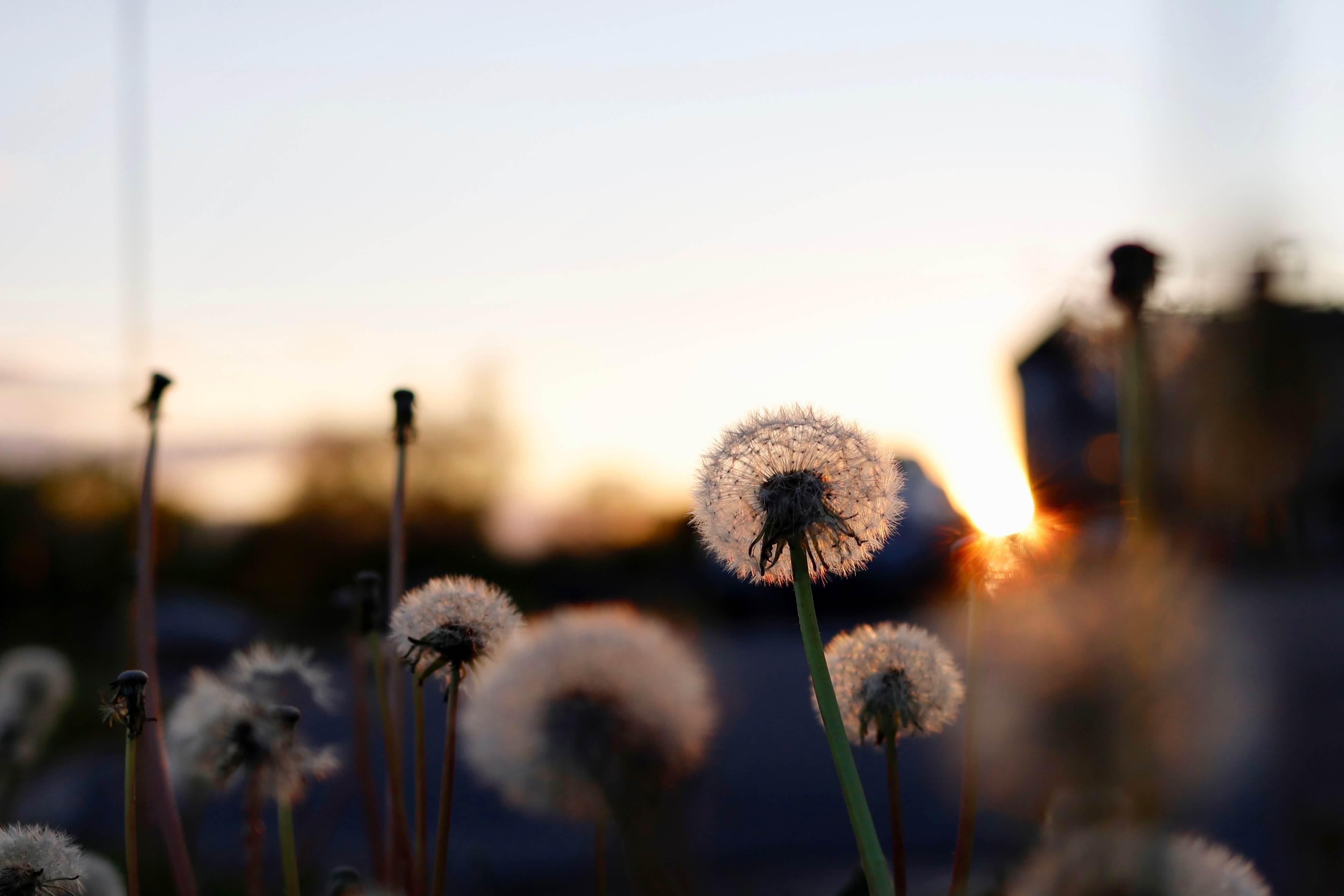 Cremation planning - Dandelions