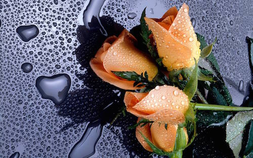 funeral costs rain orange flowers 